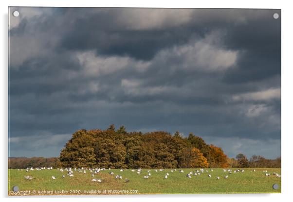 Autumn Scavengers Acrylic by Richard Laidler