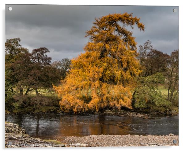 Autumn Riverbank Larch Acrylic by Richard Laidler