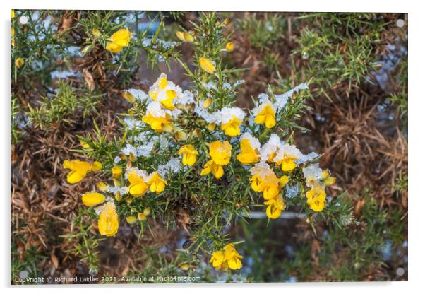 Flowering Gorse with Snow Acrylic by Richard Laidler