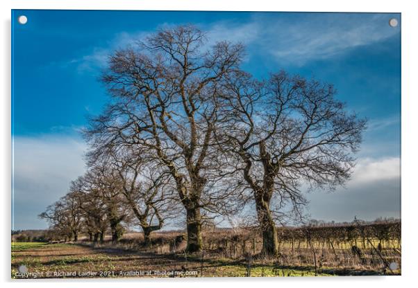 Winter Oaks at Thorpe, Teesdale Acrylic by Richard Laidler