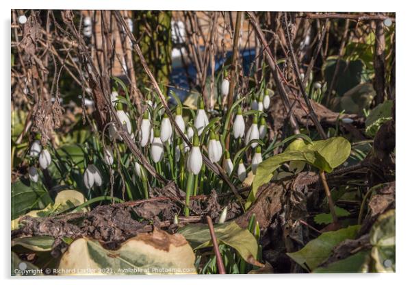 Flowering Snowdrops in January Sun Acrylic by Richard Laidler