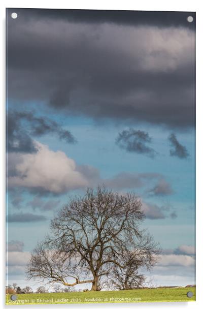 Bare Ash Tree under a Big Winter Sky Acrylic by Richard Laidler