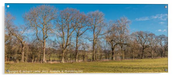 Winter Oaks Panorama Acrylic by Richard Laidler