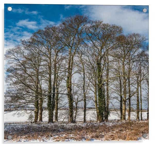 Winter Sycamores at Wycliffe Acrylic by Richard Laidler
