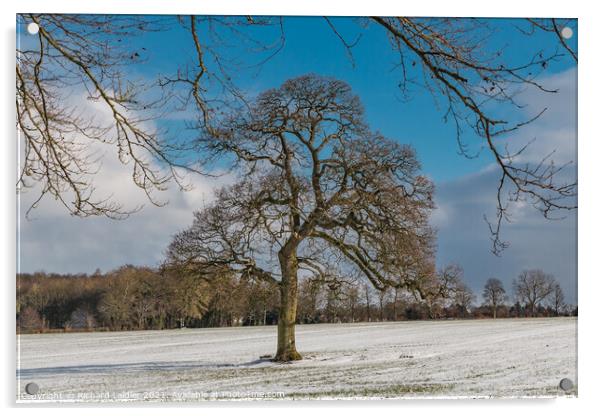 WOW - Winter Oak at Wycliffe Acrylic by Richard Laidler