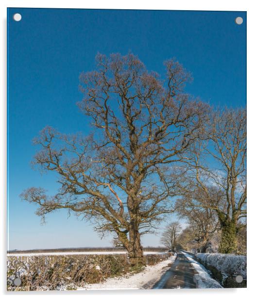 Thorpe Oak in Snow Acrylic by Richard Laidler