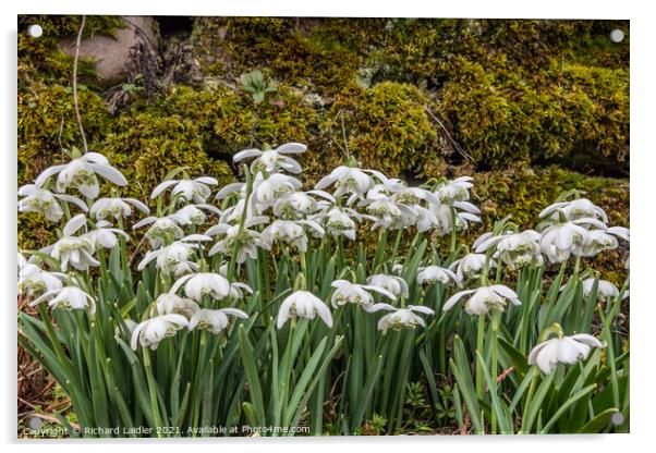 Roadside Snowdrops Feb 2021 (1) Acrylic by Richard Laidler