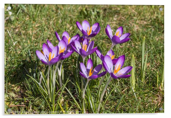 Spring Cheer - Flowering Purple Crocus  Acrylic by Richard Laidler
