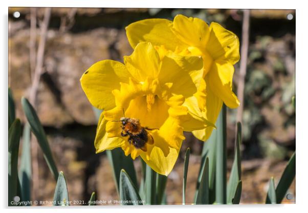 Daffodil With Bee Acrylic by Richard Laidler