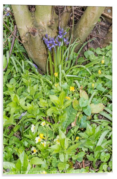 Bluebells, Celandines and Primroses Acrylic by Richard Laidler