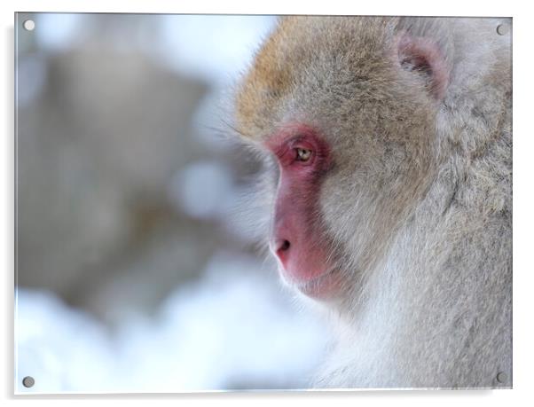 Snow monkey in Nagano prefecture, Japan Acrylic by Lensw0rld 