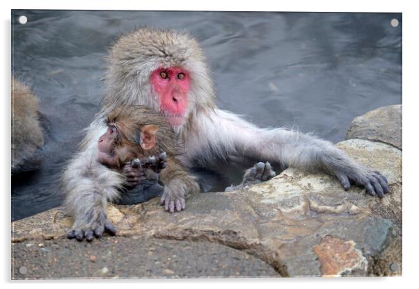 Snow monkey parent and child Acrylic by Lensw0rld 