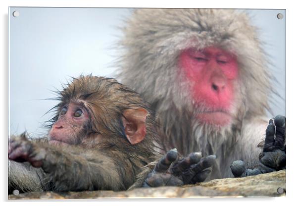 Snow monkey parent and child Acrylic by Lensw0rld 