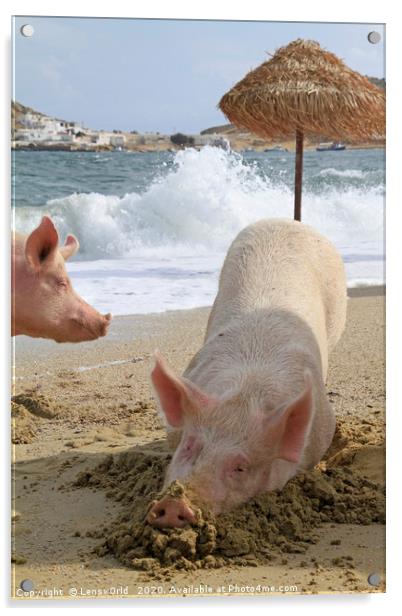 Pigs relaxing at the beach in Mykonos, Greece Acrylic by Lensw0rld 