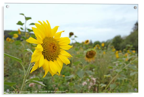 Sunflower field in Germany Acrylic by Lensw0rld 