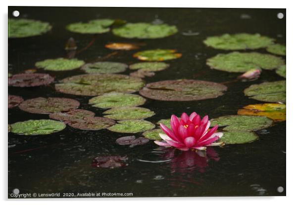 Lotus flower in a pond during rain Acrylic by Lensw0rld 