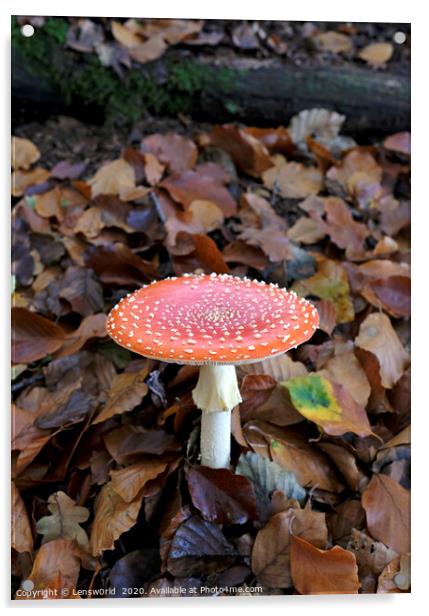 Fly agaric growing from the forest floor Acrylic by Lensw0rld 