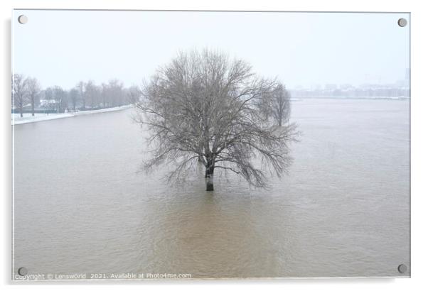 Lone tree during the flooding of the river Rhine i Acrylic by Lensw0rld 