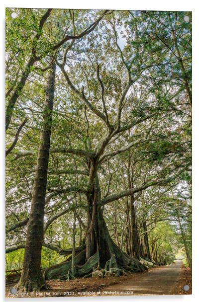 Fig trees, Norfolk Island. Acrylic by Paul W. Kerr