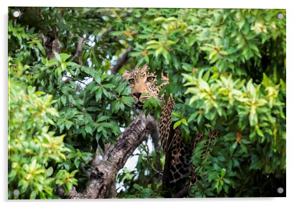 Leopard in a tree Acrylic by Paul W. Kerr