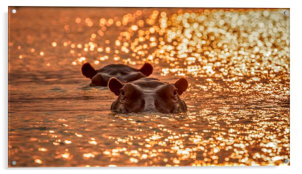 Golden sunset Acrylic by Paul W. Kerr