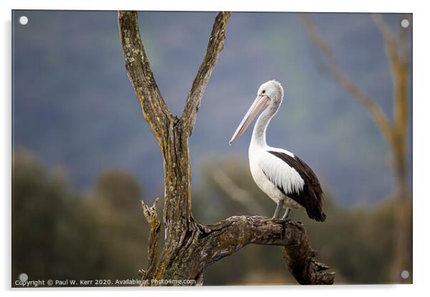 Pelican perching ... Acrylic by Paul W. Kerr