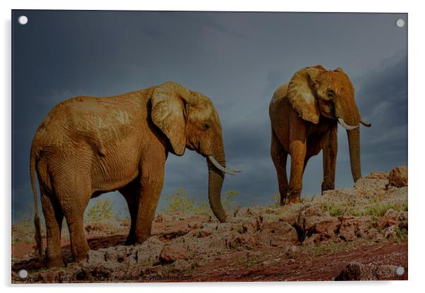 Elephants on the shores of Lake Kariba, Zimbabwe Acrylic by Paul W. Kerr