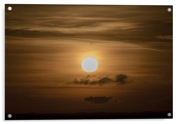The Sunset Gull Acrylic by David Wilson