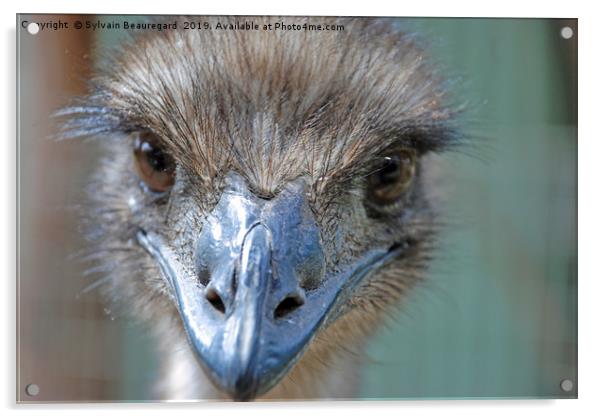 Emu real close-up Acrylic by Sylvain Beauregard