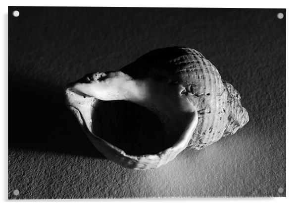 Sidelit Whelk Shell Acrylic by Iain McGillivray