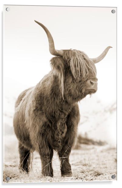Highland cow, Glen Nevis, Scotland Acrylic by Justin Foulkes