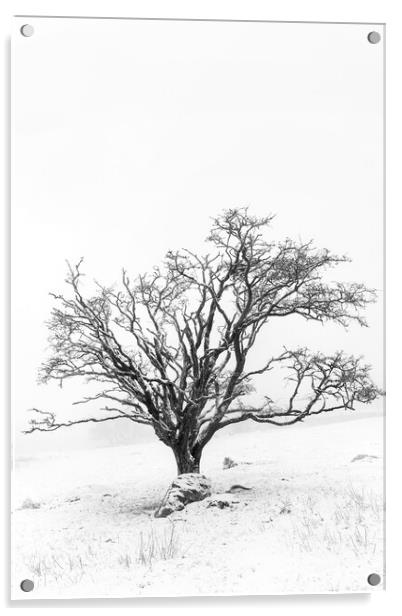 Lone tree in snowy landscape, Dartmoor Acrylic by Justin Foulkes