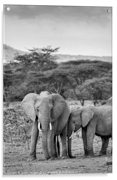 Elephants in the Masai Mara, Kenya Acrylic by Justin Foulkes