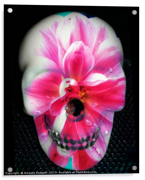  Pink Flora skull Acrylic by Amanda Redpath