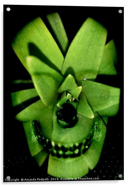 Variegated Yucca Leafy skull Acrylic by Amanda Redpath