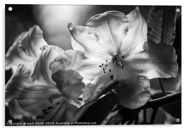 Sunlight Through Rhododendrons Acrylic by mark Smith