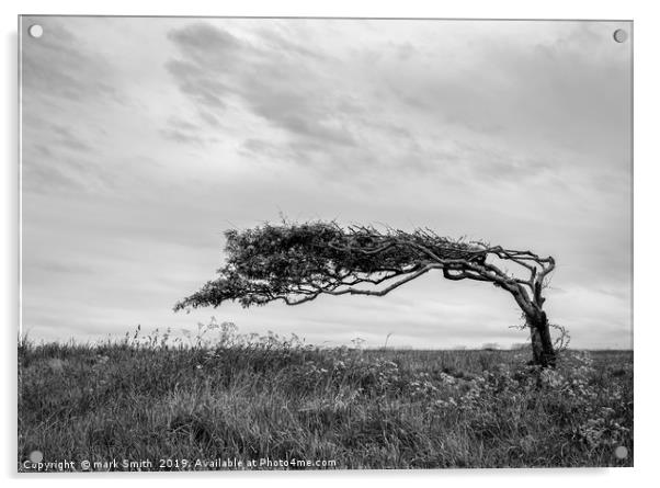 Weather Beaten Tree Acrylic by mark Smith
