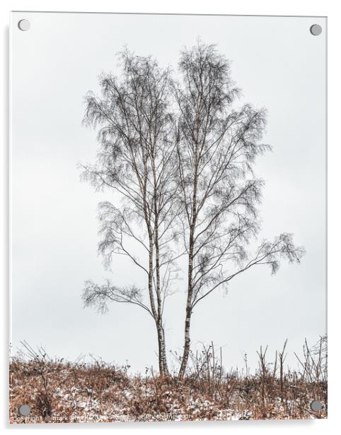 silver birches Acrylic by mark Smith