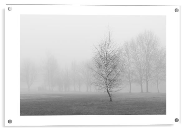 silver birch in fog Acrylic by mark Smith