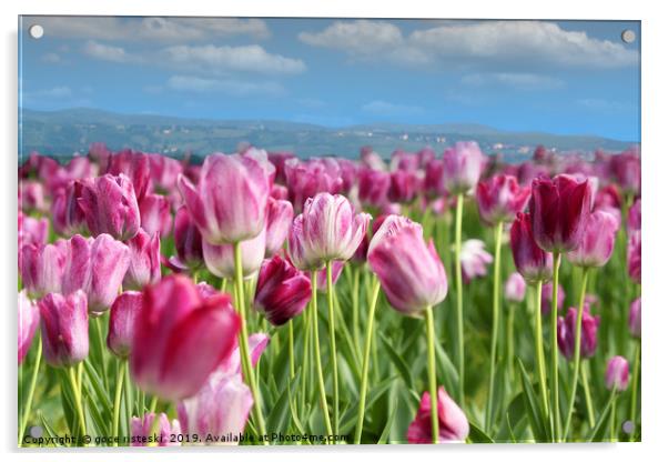 spring tulip flower Acrylic by goce risteski