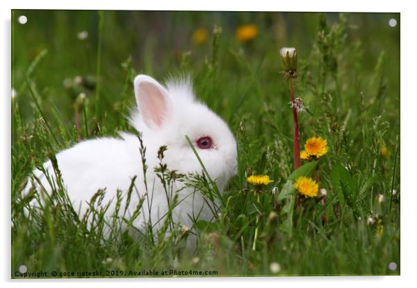 cute white dwarf bunny Acrylic by goce risteski