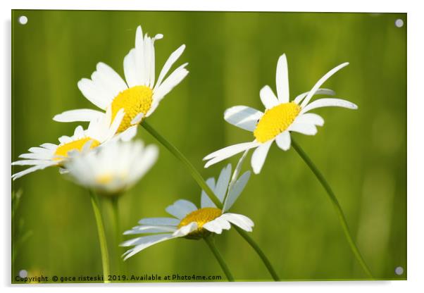 white flowers spring scene Acrylic by goce risteski