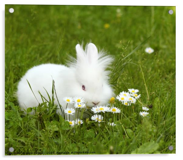 white dwarf bunny pet Acrylic by goce risteski