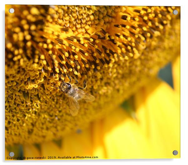 bee on sunflower macro shot Acrylic by goce risteski