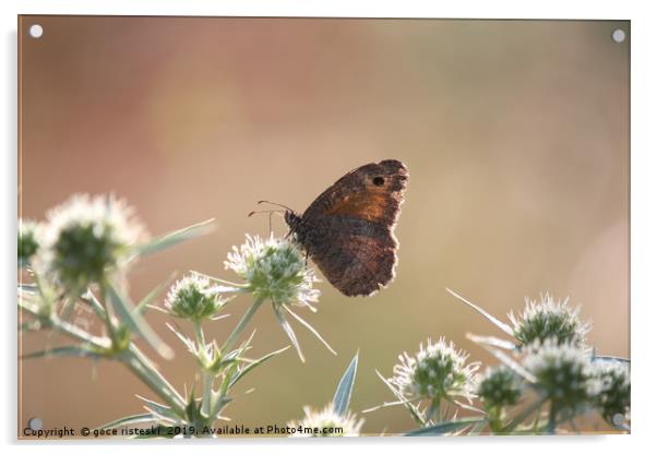 butterfly morning nature scene Acrylic by goce risteski