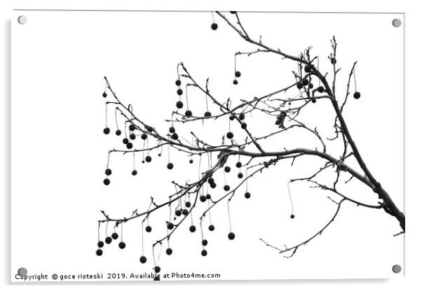 platan tree branch black and white  Acrylic by goce risteski