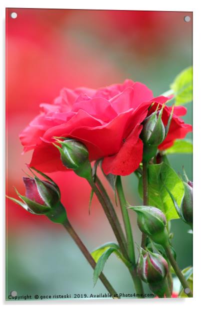 red rose flower Acrylic by goce risteski