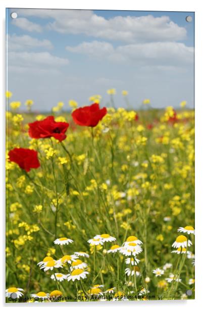 chamomile and poppy flowers meadow Acrylic by goce risteski