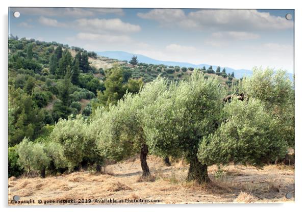 olive trees hill Acrylic by goce risteski