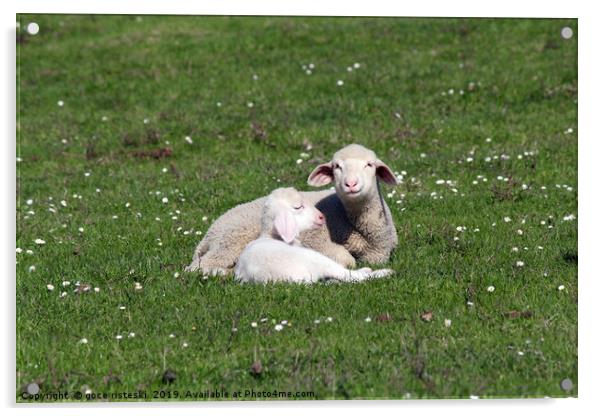 lambs lying on pasture farm scene Acrylic by goce risteski